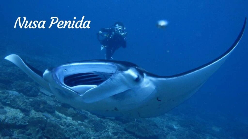 Scuba Diving Bali: 12 Top Locations Ultimate Guide in 2023