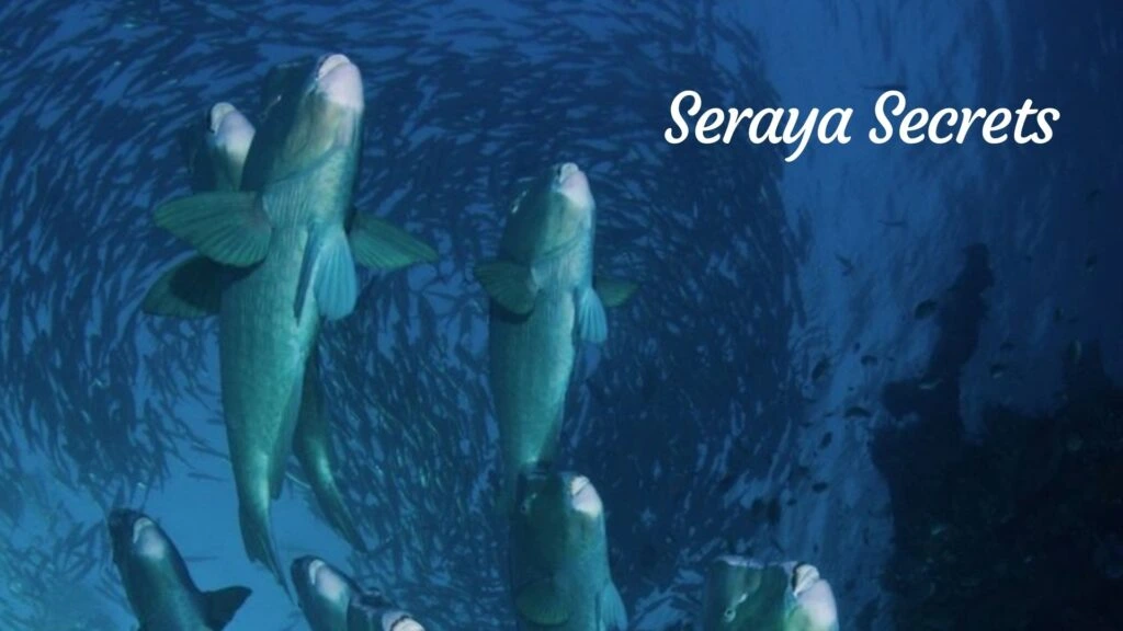 Scuba Diving Bali: 12 Top Locations Ultimate Guide in 2023